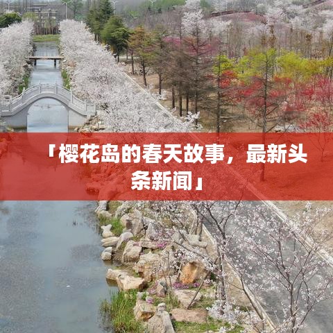 「樱花岛的春天故事，最新头条新闻」