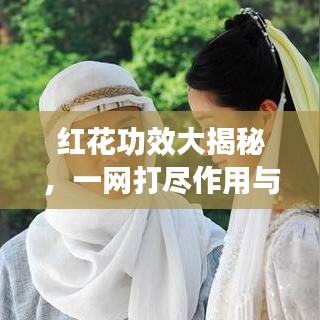 红花功效大揭秘，一网打尽作用与功效，百度带你深入了解