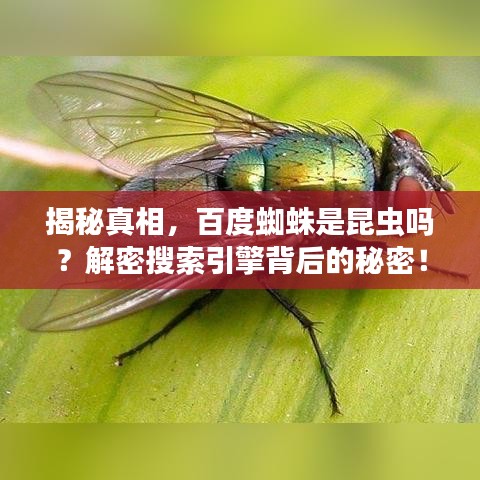 揭秘真相，百度蜘蛛是昆虫吗？解密搜索引擎背后的秘密！