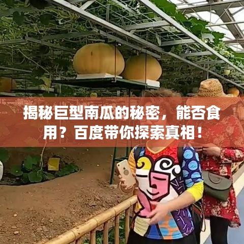 揭秘巨型南瓜的秘密，能否食用？百度带你探索真相！