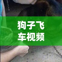 狗子飞车视频下载大全，最新热门视频一网打尽