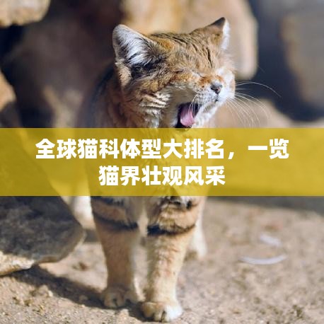 全球猫科体型大排名，一览猫界壮观风采