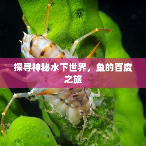 探寻神秘水下世界，鱼的百度之旅