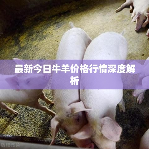 最新今日牛羊价格行情深度解析