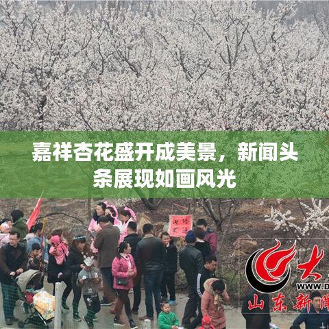 嘉祥杏花盛开成美景，新闻头条展现如画风光