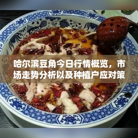 哈尔滨豆角今日行情概览，市场走势分析以及种植户应对策略探讨