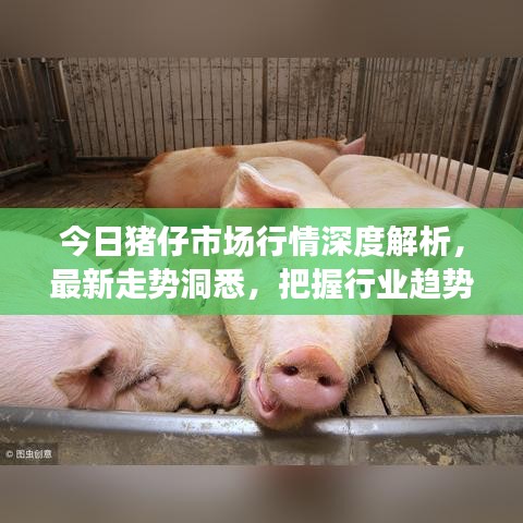 今日猪仔市场行情深度解析，最新走势洞悉，把握行业趋势动态