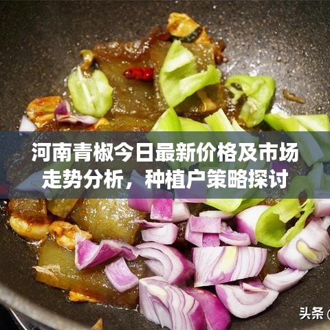 河南青椒今日最新价格及市场走势分析，种植户策略探讨