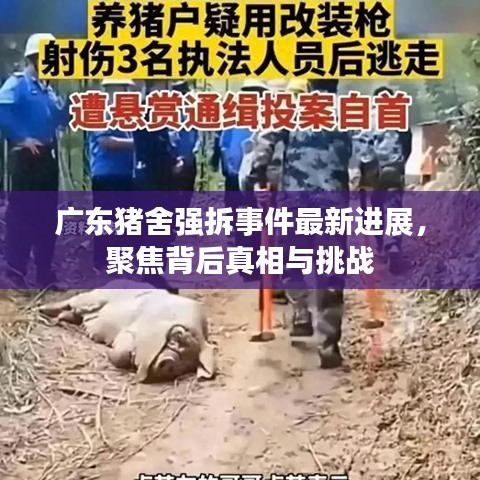 广东猪舍强拆事件最新进展，聚焦背后真相与挑战
