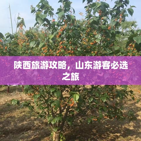 陕西旅游攻略，山东游客必选之旅