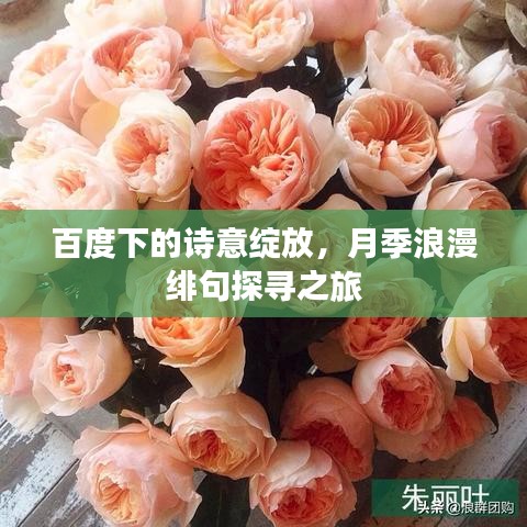 百度下的诗意绽放，月季浪漫绯句探寻之旅