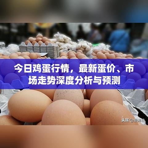 今日鸡蛋行情，最新蛋价、市场走势深度分析与预测