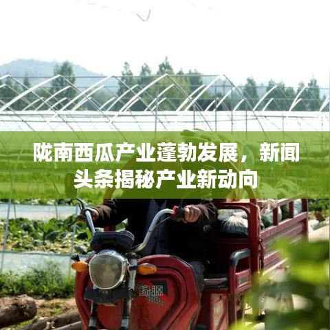陇南西瓜产业蓬勃发展，新闻头条揭秘产业新动向