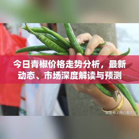 今日青椒价格走势分析，最新动态、市场深度解读与预测