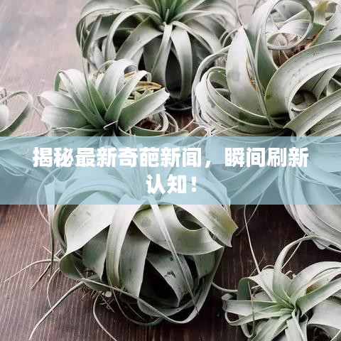 揭秘最新奇葩新闻，瞬间刷新认知！