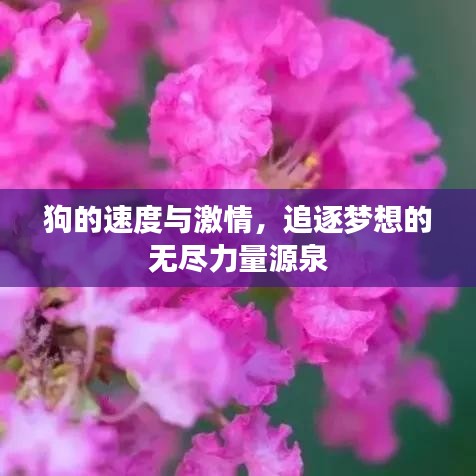 狗的速度与激情，追逐梦想的无尽力量源泉