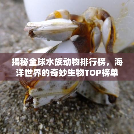 揭秘全球水族动物排行榜，海洋世界的奇妙生物TOP榜单！