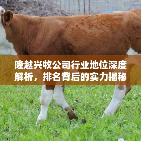 隆越兴牧公司行业地位深度解析，排名背后的实力揭秘