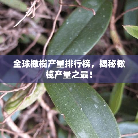 全球橄榄产量排行榜，揭秘橄榄产量之最！