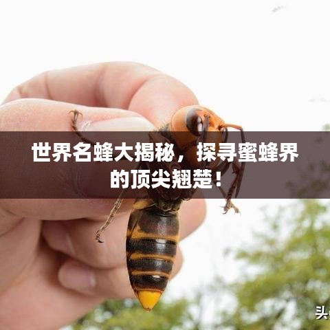 世界名蜂大揭秘，探寻蜜蜂界的顶尖翘楚！