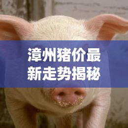 漳州猪价最新走势揭秘，今日行情分析与趋势预测
