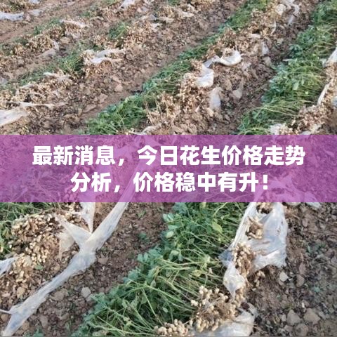 最新消息，今日花生价格走势分析，价格稳中有升！