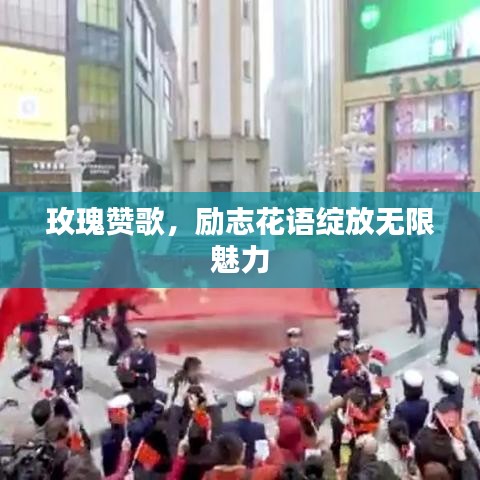 玫瑰赞歌，励志花语绽放无限魅力
