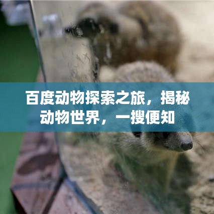 百度动物探索之旅，揭秘动物世界，一搜便知