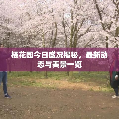 樱花园今日盛况揭秘，最新动态与美景一览
