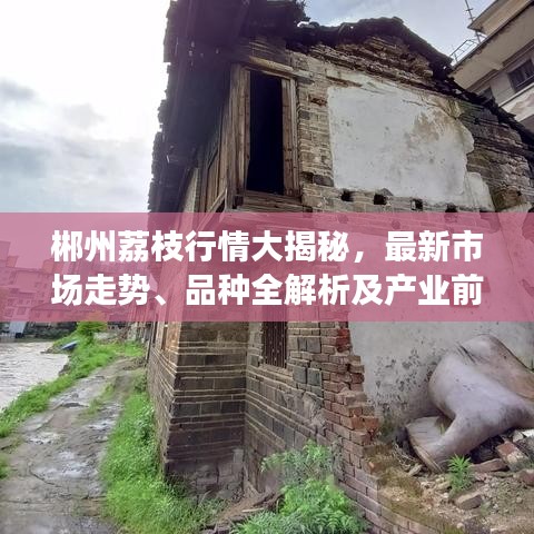 郴州荔枝行情大揭秘，最新市场走势、品种全解析及产业前景展望