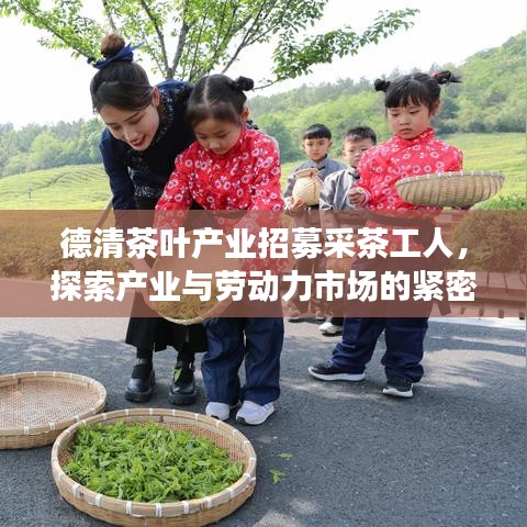 德清茶叶产业招募采茶工人，探索产业与劳动力市场的紧密互动