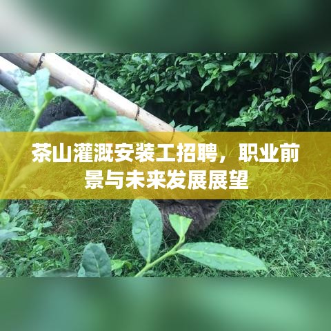 茶山灌溉安装工招聘，职业前景与未来发展展望