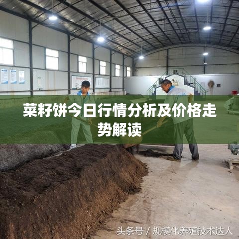 菜籽饼今日行情分析及价格走势解读