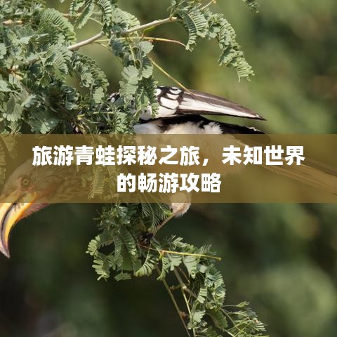 旅游青蛙探秘之旅，未知世界的畅游攻略