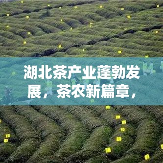 湖北茶产业蓬勃发展，茶农新篇章，繁荣景象展现