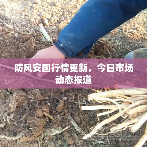 防风安国行情更新，今日市场动态报道
