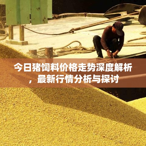 今日猪饲料价格走势深度解析，最新行情分析与探讨