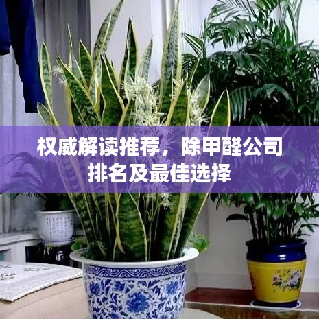 权威解读推荐，除甲醛公司排名及最佳选择