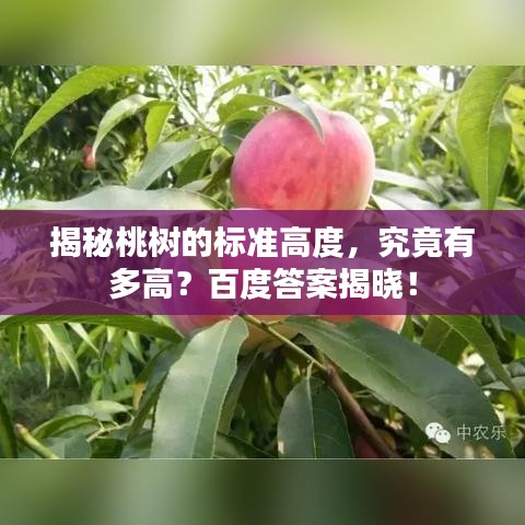 揭秘桃树的标准高度，究竟有多高？百度答案揭晓！