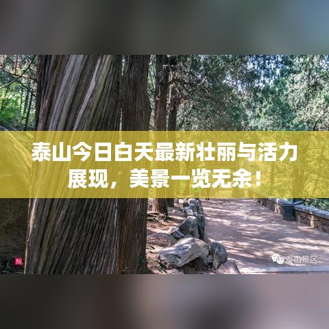 泰山今日白天最新壮丽与活力展现，美景一览无余！