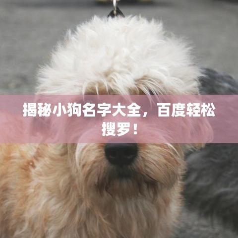 揭秘小狗名字大全，百度轻松搜罗！