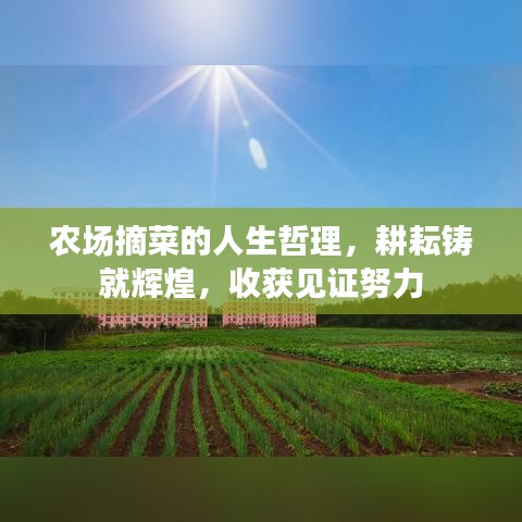 农场摘菜的人生哲理，耕耘铸就辉煌，收获见证努力