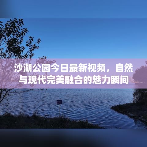 沙湖公园今日最新视频，自然与现代完美融合的魅力瞬间
