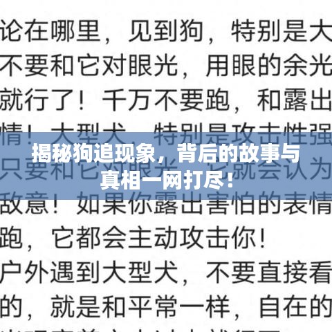 揭秘狗追现象，背后的故事与真相一网打尽！