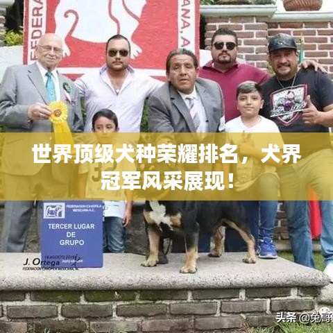 世界顶级犬种荣耀排名，犬界冠军风采展现！