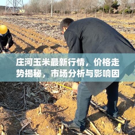 庄河玉米最新行情，价格走势揭秘，市场分析与影响因素探讨