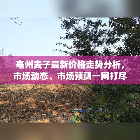 亳州麦子最新价格走势分析，市场动态、市场预测一网打尽！