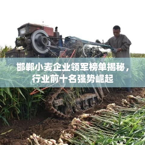 邯郸小麦企业领军榜单揭秘，行业前十名强势崛起