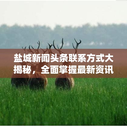 盐城新闻头条联系方式大揭秘，全面掌握最新资讯通道！