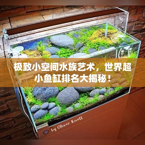 极致小空间水族艺术，世界超小鱼缸排名大揭秘！
